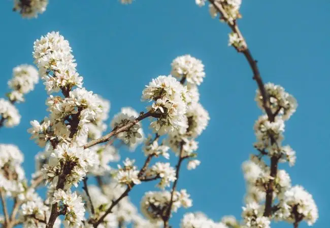 Déjeuner tra i fiori