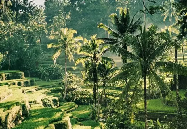 Ubud, Bali – Indonesia