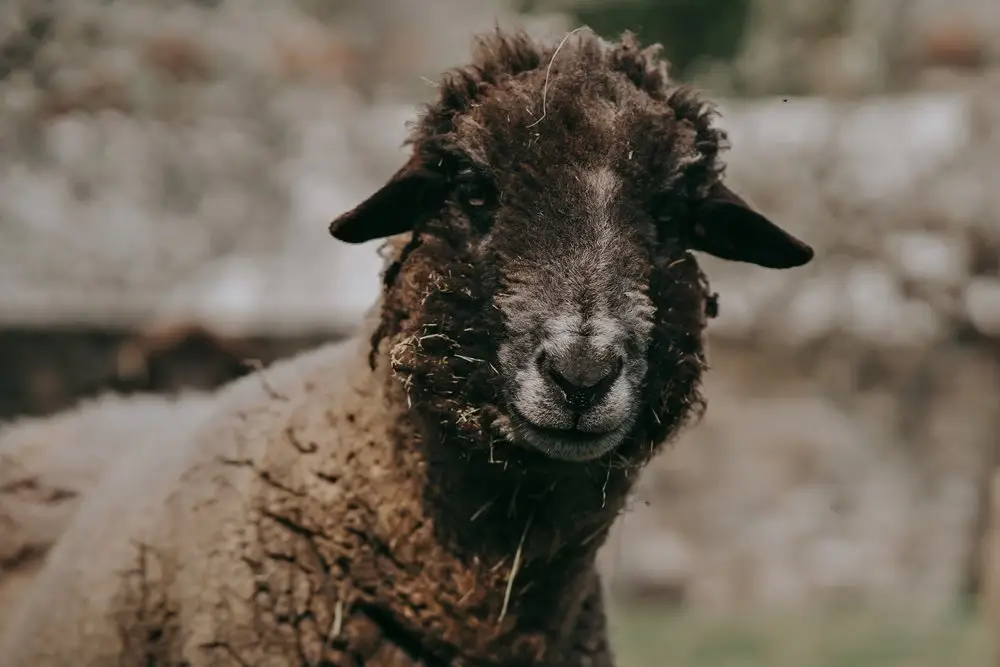 La sostenibilità <br> secondo Lanificio Bottoli