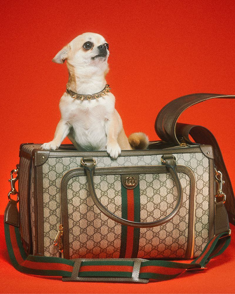 【 激レア 】GUCCI DOG フリスビー Gucci-pet-social-trends-