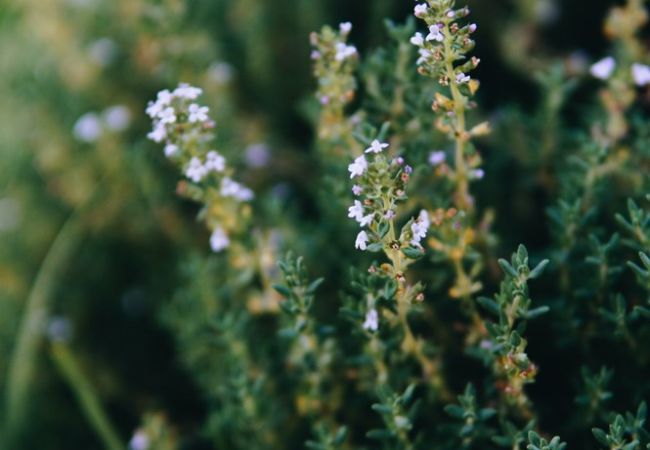 aromatiche