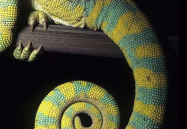 Animal Details