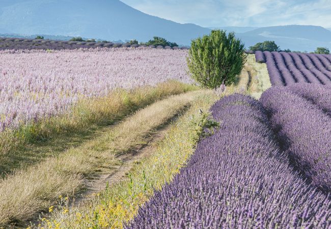 Vento provenzale