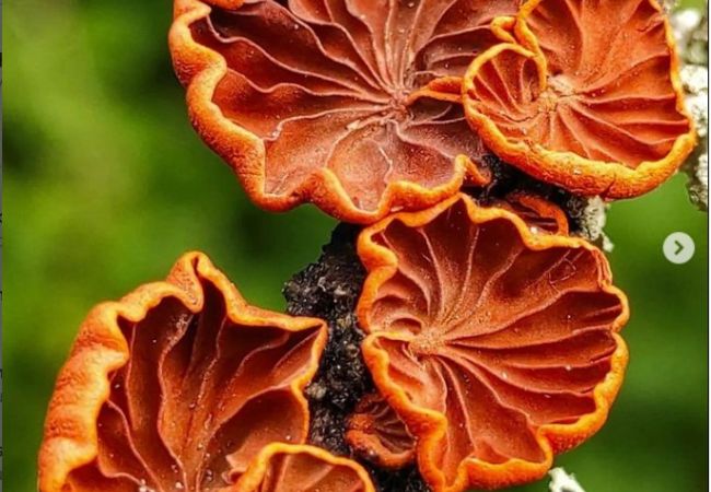 Fungi and spores