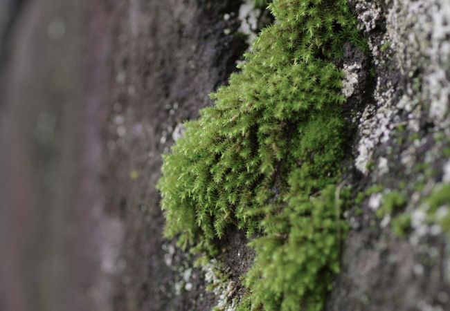 The undergrowth