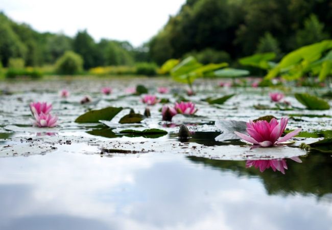 Giardini acquatici coreani