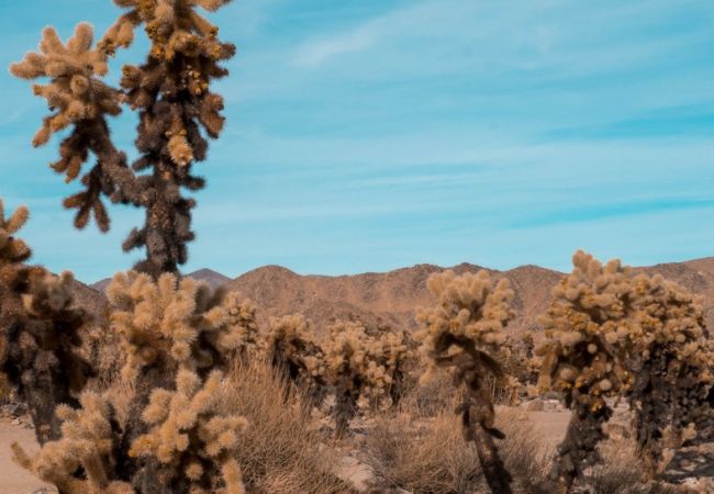 Cactus del deserto dell’Arizona