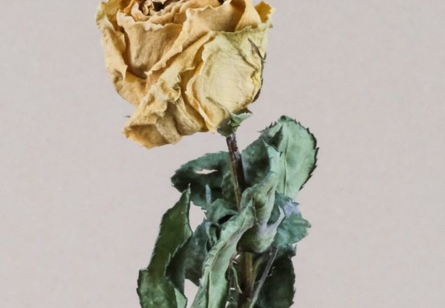 Dried