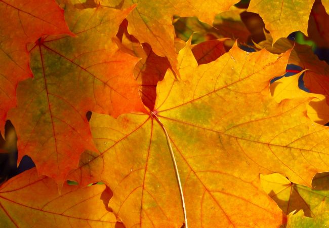 AUTUMN LEAVES