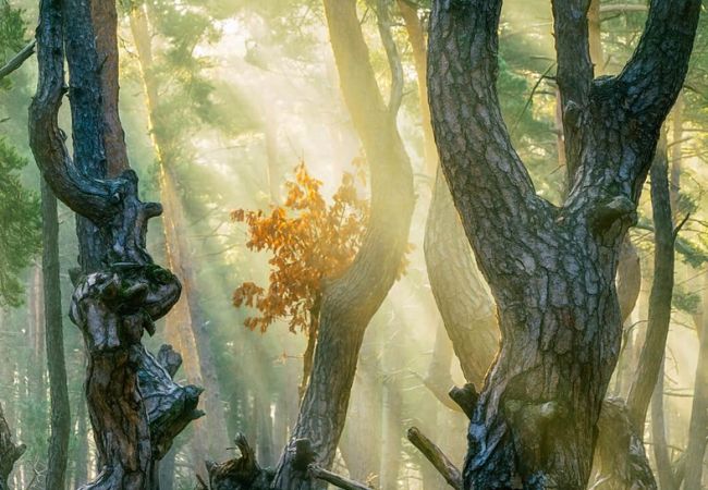 I am tree | Trend di Stagione