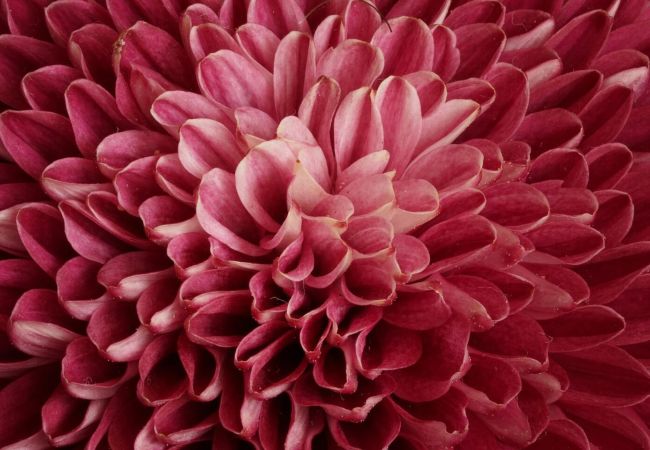 Petali