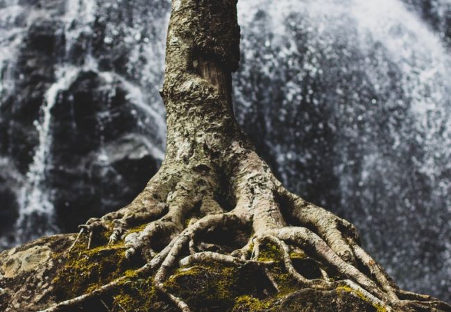 I am tree | Colours