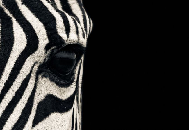 Striped Nature