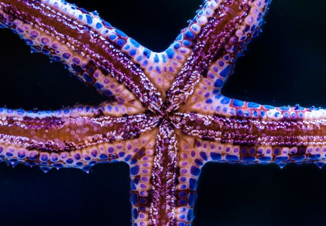 Into the Deep