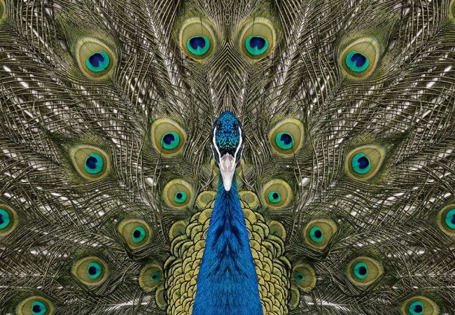 Radial Symmetry