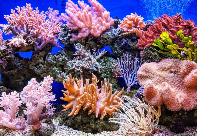 Reef