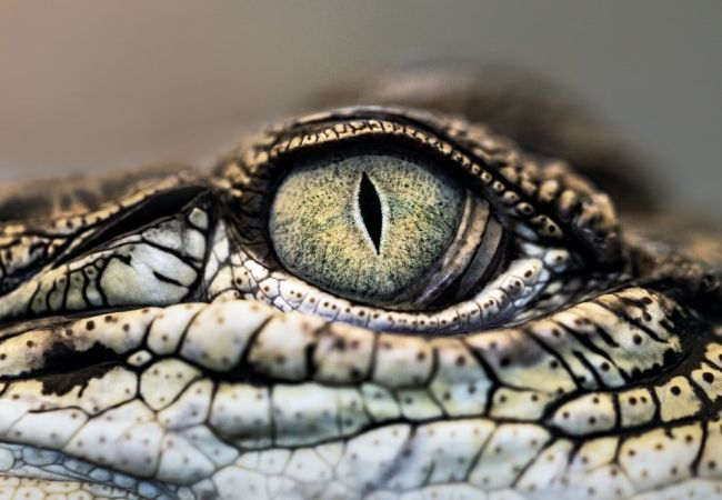 Amazing Scales
