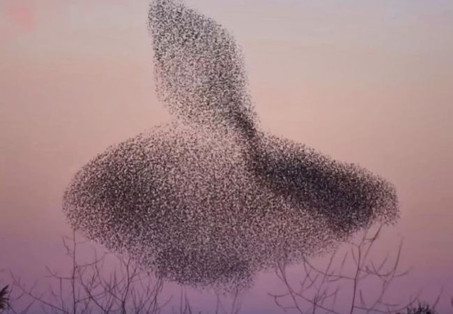 Flocks