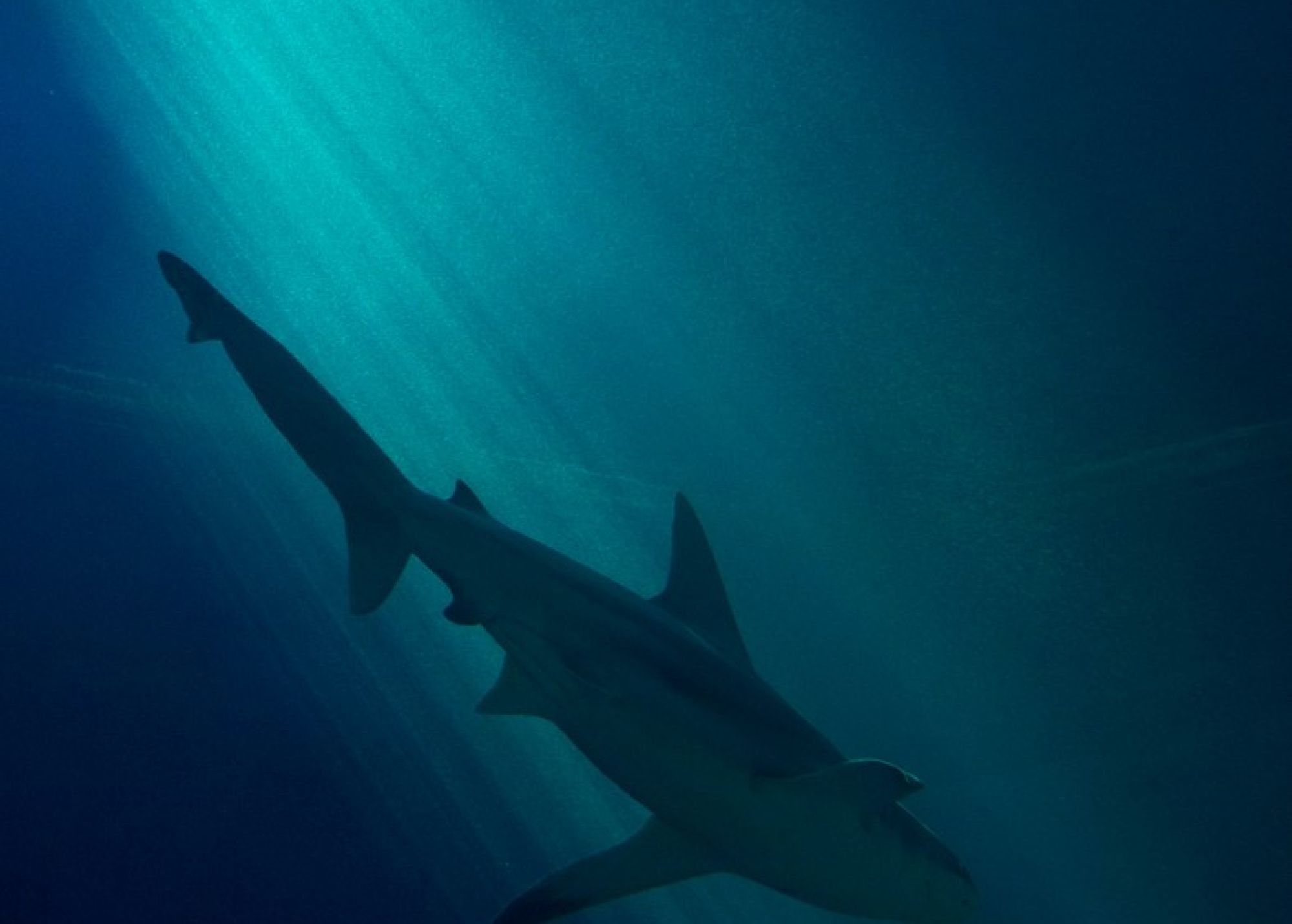 Trend di stagione