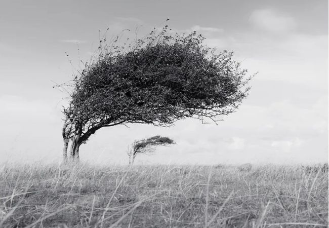 Bended trees