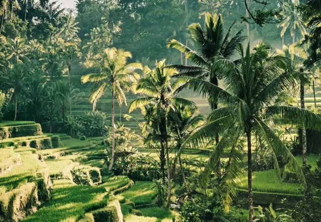 Ubud, Bali – Indonesia