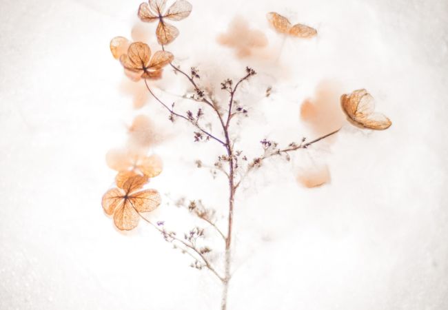 Un bouquet di fine autunno