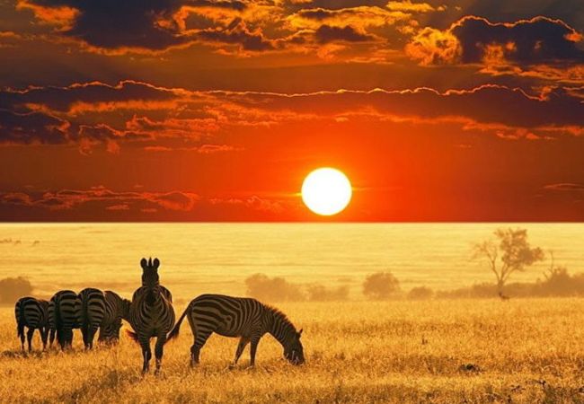 Animal in the Sunset