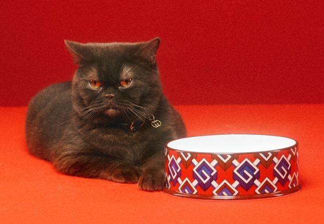 Gucci Pet