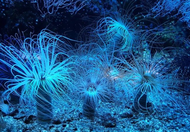 Pacific Depths